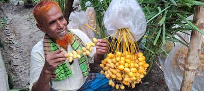সাতক্ষীরায় সৌদি খেজুরের চারা উৎপাদনে সাফল্য, নতুন সম্ভাবনার হাতছানি!