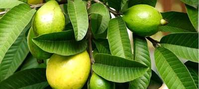 যেসব স্বাস্থ্য উপকারিতা পাওয়া যাবে পেয়ারা খেলে 