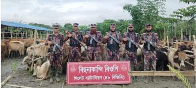 বিছনাকান্দি সীমান্ত থেকে বিজিবির হাতে আটক ভারতীয় গরু-মহিষের বড় চালান