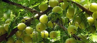 যেসব রোগের মহৌষধ ভেষজ ফল আমলকী