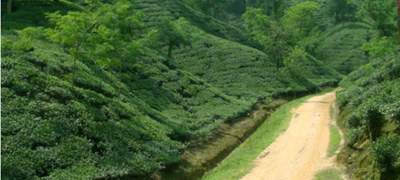 চায়ের শহর মৌলভীবাজারে তুলনামূলকভাবে কমছে পর্যটকের সংখ্যা