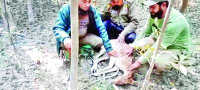 সুন্দরবনে ফাঁদে ধরা পড়া হরিণসহ শিকারি আটক