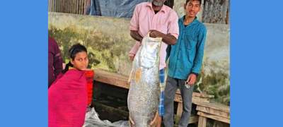 বরগুনার তালতলীতেজেলের জালে আটকা পড়ে সাড়ে ২২ কেজির কোরাল