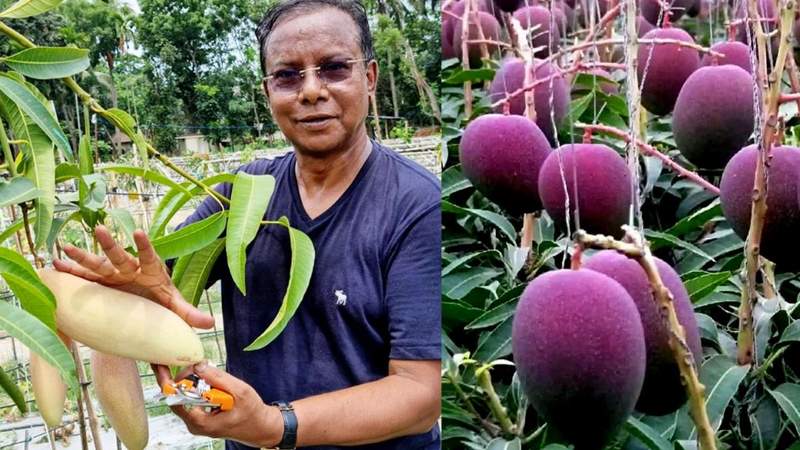 বিশ্বসেরা ৫৭ জাতের রঙবেরঙের আম ঝুলছে ফ্রুটস ভ্যালী এগ্রো প্রকল্পের বাগানে 