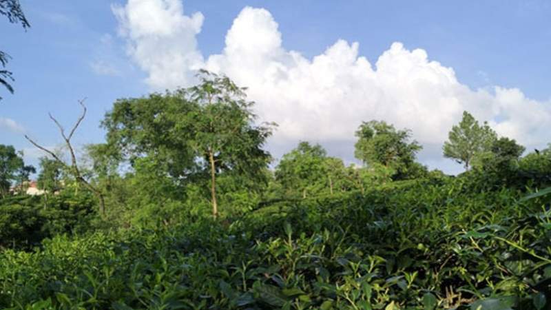 পূজার ছুটিতে বেড়াতে যেতে পারেন শ্রীমঙ্গল